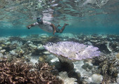 خطر على الشعاب المرجانية في المالديف بسبب التغيرات المناخية الناجمة عن الـ 