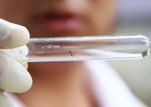 جزر كايمان تعلن ثاني حالة انتقال محلي لفيروس زيكا