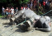 نفوق فيل بري بعد أن جرفته الفيضانات من الهند إلى بنجلاديش