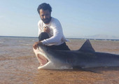 3 سعوديون يصطادون سمكة قرش تزن 300 كجم  بتبوك