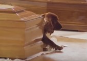 بالفيديو: كلب وفي يرفض ترك تابوت صاحبه