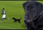 بالفيديو... كلب يقتحم أرضية الملعب وظل يطارد بعض اللاعبين