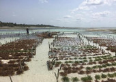 الأمم المتحدة: استزراع الأعشاب البحرية يحتاج إلى قوانين للمحافظة على البيئة