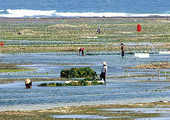 الأمم المتحدة: استزراع الأعشاب البحرية يحتاج إلى قوانين للمحافظة على البيئة 