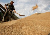 الهيئة الروسية: مصر لا تصدر موافقات على شحنات القمح الروسي
