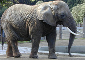 فيل يدهس سائحاً إيطالياً في كينيا