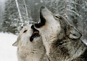 استياء في النرويج بعد سماح السلطات بصيد 47 ذئباً