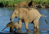أعداد الفيلة الافريقية في أدنى مستوى لها منذ 25 عاماً