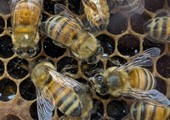 أميركا تضيف أنواعاً من النحل إلى قائمة الأنواع المعرضة لخطر الانقراض