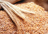 السعودية تطرح مناقصة لشراء 595 ألف طن من القمح الصلد