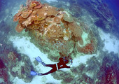 الحيد المرجاني العظيم مهدد بالتلوث