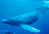 لجنة صيد الحيتان ترفض إقامة محمية للحيتان في المحيط الأطلسي