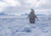 إقامة أكبر محمية بحرية في العالم في القطب الجنوبي