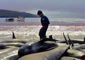 اللجنة الدولية لصيد الحيتان ترفض تخصيص ملاذ لتأمين الحيتان في جنوب المحيط الأطلسي