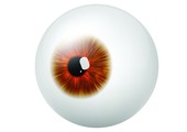 دراسة: خلايا من العيون لعلاج فقدان البصر