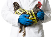 بسبب انفلونزا الطيور... استعدادات لإعدام 30 ألف دجاجة بألمانيا