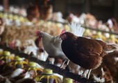 اليابان تعدم 310 آلاف دجاجة بسبب انفلونزا الطيور