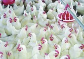 «الزراعة السعودية»: لا إصابة بإنفلونزا الطيور في السعودية