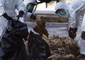 كوريا الجنوبية توسع نطاق إعدام الدواجن لمكافحة إنفلونزا الطيور
