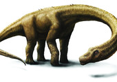اكتشاف ذيل ديناصور سيساعد على فهم تطور هذه الحيوانات المنقرضة 