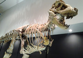 اكتشاف لذيل ديناصور متحجر قد يساعد على فهم تطور هذه الحيوانات المنفرضة 