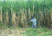 مصانع السكر في مصر تواجه خطر التوقف بسبب أزمة أسعار القصب