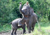 بالفيدو والصور: فيلة في سومطرة تعمل في الوساطة بين أبناء نوعها والإنسان 