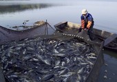 استئناف تسيير الدورية المشتركة بين سول وبكين لضبط سفن صيد الأسماك الصينية المخالفة