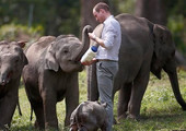  حفنة من الفيلة لإنقاذ هذه الفصيلة المهددة في فيتنام 