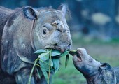 جهود في أدغال سومطرة لإنقاذ أصغر حيوانات وحيد القرن في العالم 