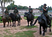 شرطة البرازيل الوحيدة في العالم التي تقوم بدوريات على ظهر الجاموس