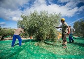 أشجار الزيتون الإسبانية المعمرة كنوز مهددة 