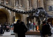 متحف التاريخ الطبيعي في لندن يودع الديناصور ديبي