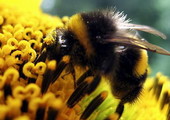 أميركا تدرج النحلة الطنانة ضمن الأنواع المعرضة لخطر الانقراض