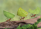 النمل يتمتع بقدرة متطورة على تحديد موقعه