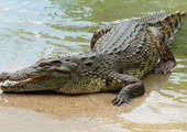 تمساح ضخم يفتك برجل في أستراليا