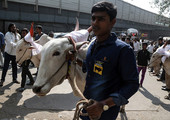 مقتل شخصين في احتفال تقليدي للثيران في الهند