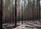ارتفاع حصيلة ضحايا حرائق الغابات في تشيلي إلى 11 شخصاً