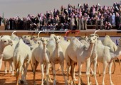 لأول مرة... السعودية تسمح للنساء بحضور مهرجان مزاين الإبل!