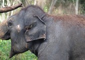 علاجات شعبية من جلد الفيلة تهدد ما تبقى منه في ميانمار