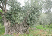 أشجار الزيتون الاسبانية المعمرة كنوز مهددة 