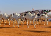 السعودية تعلن موعد إنطلاقة مهرجان جائزة الملك عبدالعزيز لمزايين الإبل