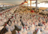 اعدام71 ألف دجاجة في اليابان بسبب تفشي فيروس انفلونزا الطيور