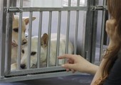 تايوان تحظر القتل الرحيم للحيوانات الضالة 