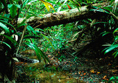 غابات الأمازون قد تكون ثمرة النشاط الزراعي للسكان الاصليين