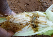 نوع جديد من الديدان في افريقيا يهدد التجارة العالمية للمنتجات الزراعية