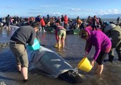 عملية إنقاذ الحيتان الجانحة تدخل يومها الثاني في نيوزيلندا