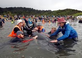 بالصور: اكتمال عملية إنقاذ الحيتان الجانحة في نيوزيلندا 