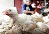 فرنسا تعدم 600 ألف بطة أخرى في إطار مكافحة أنفلونزا الطيور