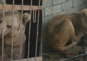 مهمة خاصة لإنقاذ الأسد سيمبا والدبة لولا في حديقة حيوانات بالموصل